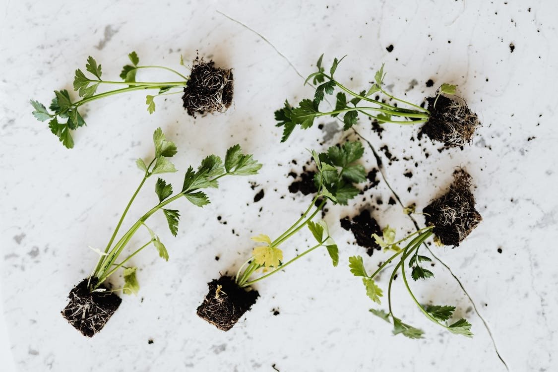 Benefits of Vertical Gardening